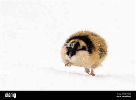 Lemmings Animal In The Tundra