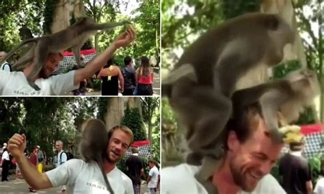 Stunned Tourist Is Filmed As Two Monkeys Start Having Sex On His HEAD