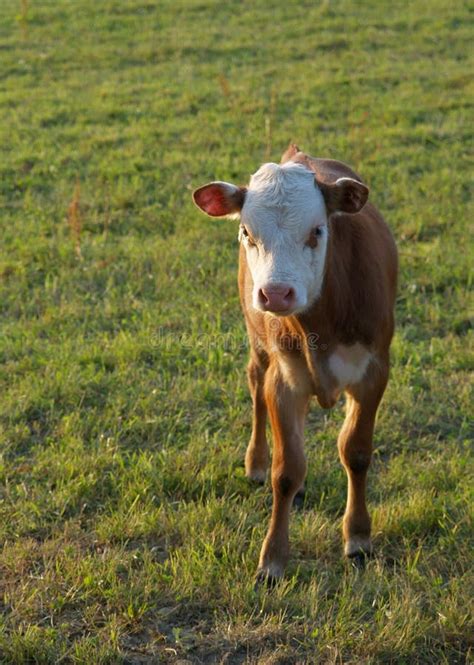 calf picture image