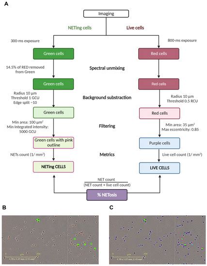 Biology | Special Issue : Neutrophil Extracellular Traps in Disease and ...