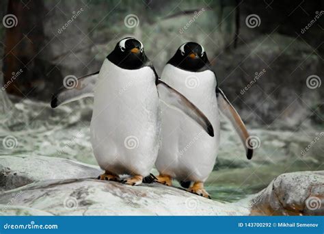 Two Penguins Are Standing Side By Side Spouses A Married Couple Or