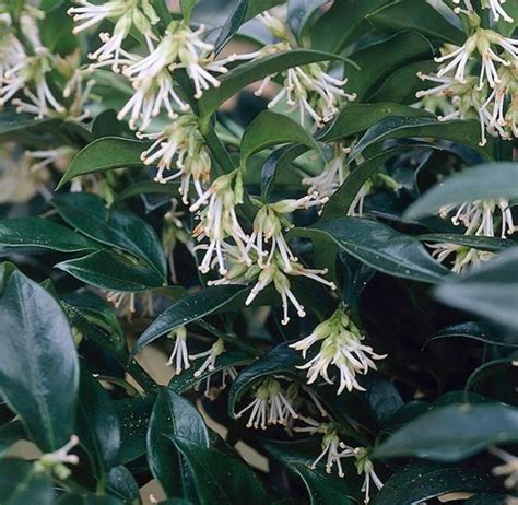 Sarcococca Hookeriana Var Humilis Paul Gooderham