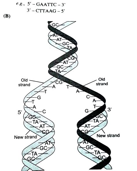 Semiconservative Replication Diagram