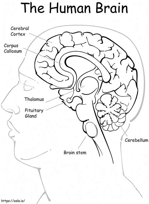 brain printable 1