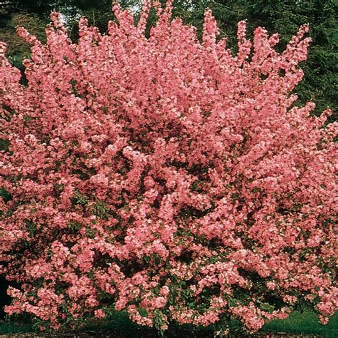 364 Gallon Red Crabapple Showtime Flowering Tree In Pot With Soil At