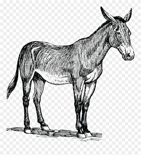 Mule Illustration Clip Art Library