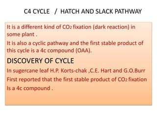 C4 Pathway PPT