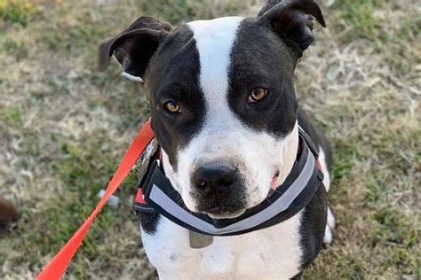 Black And White Pitbull: A Sweetheart That Breaks Stereotypes