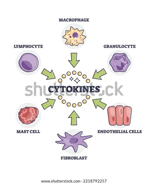 Cytokines Releasing Cells List Immune System Stock Vector Royalty Free