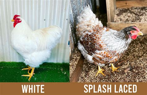 White Wyandotte Breed Profile Chicken Fans