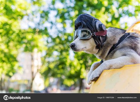 Funny Photo Huskies Dog Pilot's Helmet Glasses Stock Photo by ©avk78 196870384