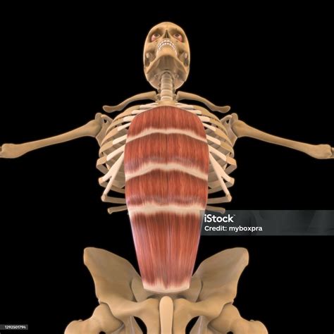 Rectus Abdominis Muscle Anatomy For Medical Concept 3d Illustration