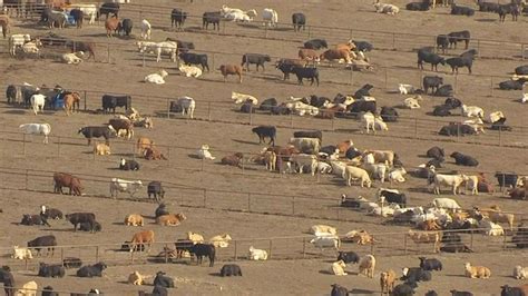 Migliaia Di Bovini Muoiono Negli Usa A Causa Del Caldo Estremo