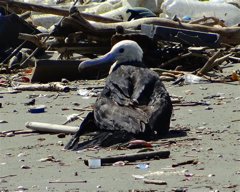 Tijereta De Mar Magnificent Frigatebird Fregata Magnificens