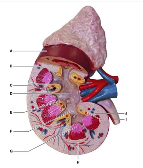 Solved Identify the kidney structure labeled "D."A) Renal | Chegg.com