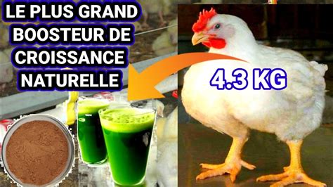 LE PLUS PUISSANT PRODUIT NATUREL POUR BOOSTER LA CROISSANCE DES POULETS