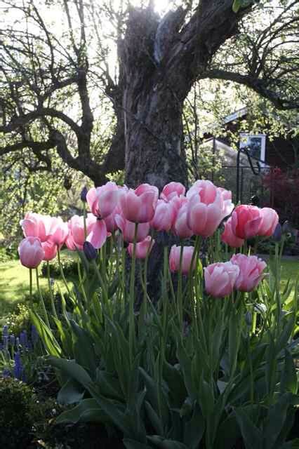 Tulipa salmon impression by charlottegardenflow Blomsterträdgård