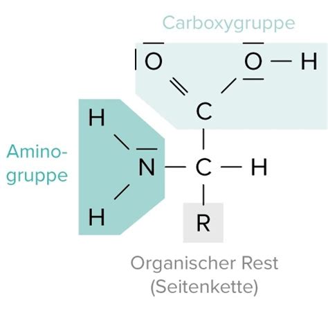 Stoffwechsel Aminosäuren und Proteine Karteikarten Quizlet