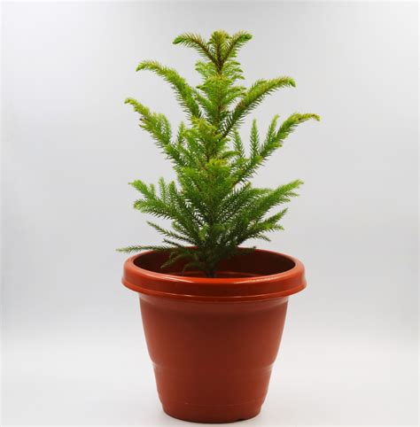 Buy Christmas Tree Plant Online @ ₹699 from ShopClues