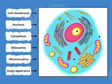 Animal cell - Labelled diagram