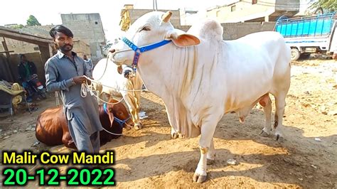 Malir Mandi Karachi Cattle Updates 20 12 2022 BIG Bull Gulabi Entry