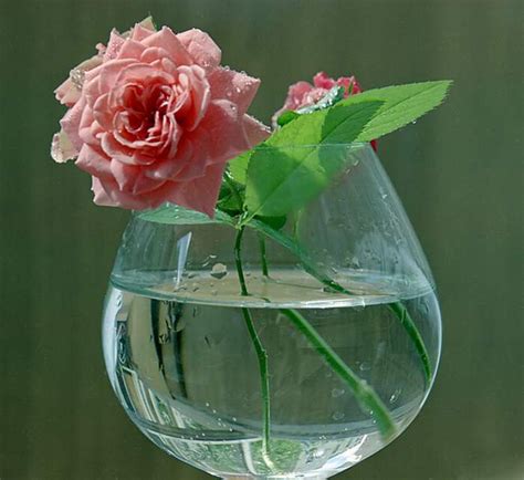 Співтовариство ЦВЕТЫ