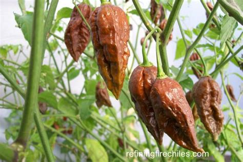 Chocolate Bhut Jolokia | Super Hot Chiles