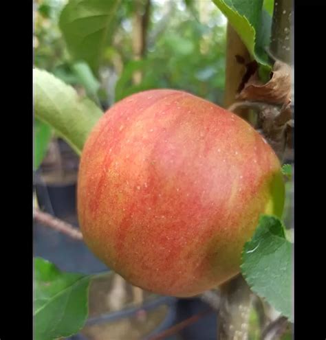 Apfel Rubinette Rosso Malus Domestica Rubinette Rosso 1A