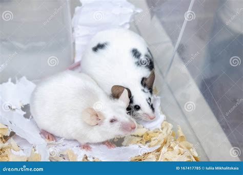 A Couple of Tame Pets, Mice, Old White Albino and Young Spotted Mouse Living Together in a Cage ...