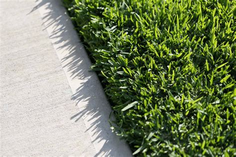 Your Complete Guide To Buffalo Grass Tips On Growing Killing Weeds