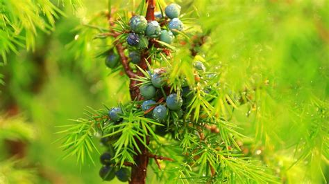 ENEBRO COMÚN CARACTERÍSTICAS CULTIVO Y USOS DEL ÁRBOL