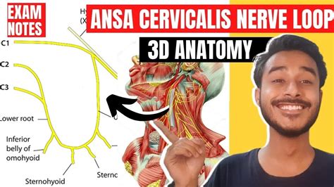 Ansa Cervicalis Anatomy D Ansa Cervicalis Head And Neck Ansa