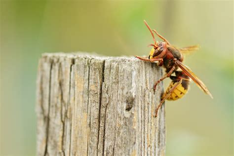 Stinging Insects: Identifying and Dealing with Various Wasp Species ...