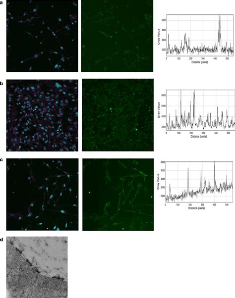 Hcmec D3 Cells Also Shows Spatio Temporal Development Of The Glycocalyx Download Scientific