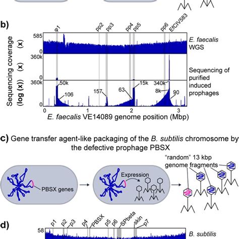 Specialized transduction by E. coli prophage λ. a Illustration of... | Download Scientific Diagram