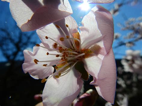 Almond Tree Blossom Macro - Free photo on Pixabay - Pixabay