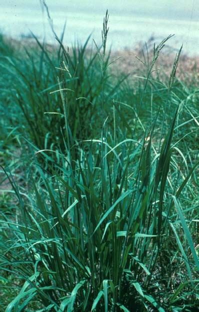 Vaseygrass Pests Georgiaturf