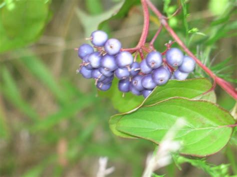 Silky Dogwood Berries 1 by Windthin on DeviantArt