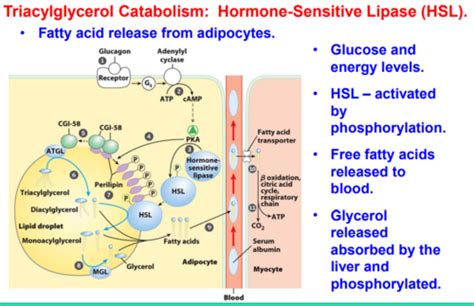 Lecture 35 Intro To Lipid Metabolism Flashcards Quizlet