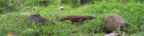 Gunung Leuser National Park - Wikitravel