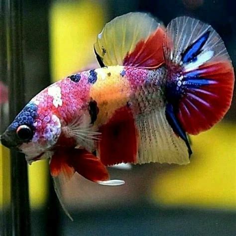 ikan cupang plakat perumperindocoid
