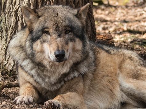 Lupi In Citt Dal Muse Di Trento Un Concorso Per Sensibilizzare Sul