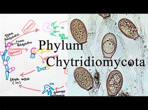 Phylum Chytridiomycota