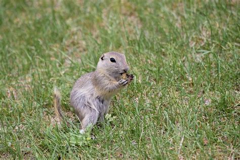 Ground Squirrel Feeding Worm - Free photo on Pixabay - Pixabay