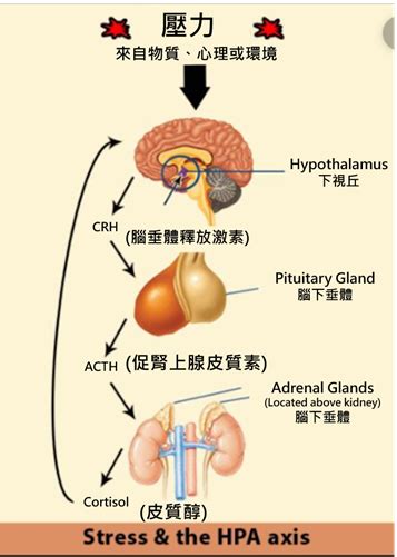 書名：兒少神經精神疾病自然療法 初稿 第八章、 腹腦、腸躁、腸腦漏與神經精神疾病的關聯性