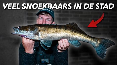 Vissen Op Snoekbaars Met De Nedrig Youtube