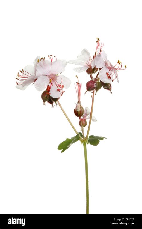 Wild Geranium Or Cranesbill Flowers And Seed Pods Isolated Against