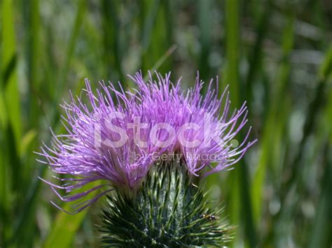 Purple Thistle Stock Photo | Royalty-Free | FreeImages