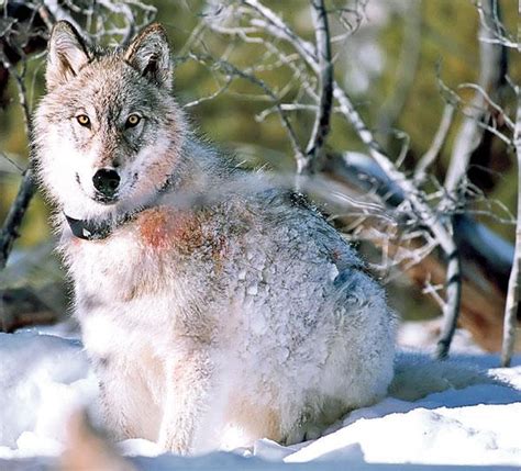 Colorado Wolf Reintroduction 50 Wolves Will Be Release The Western