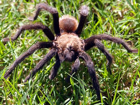 Texas Brown Tarantula – DFW Urban Wildlife